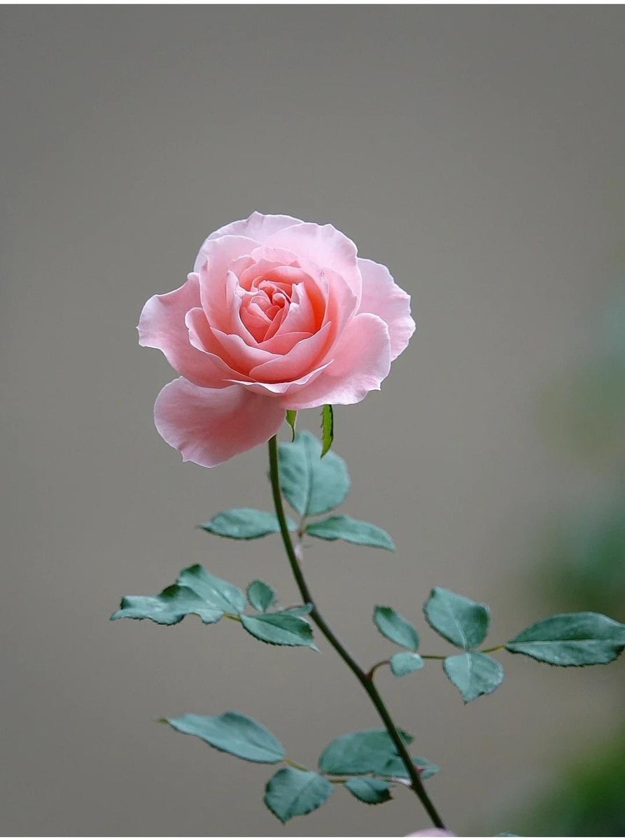 Ahmed Aissaoui (@abdelhaido33556) on Twitter photo 
