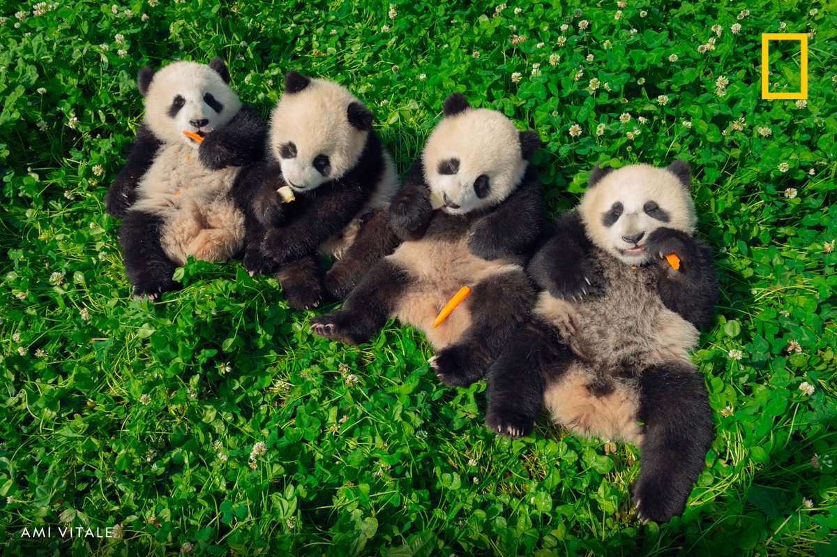 NatGeo's tweet photo. Six month old pandas eat a snack at the Djiangyan Panda base in Sichuan Province, China https://t.co/cthSje8moK