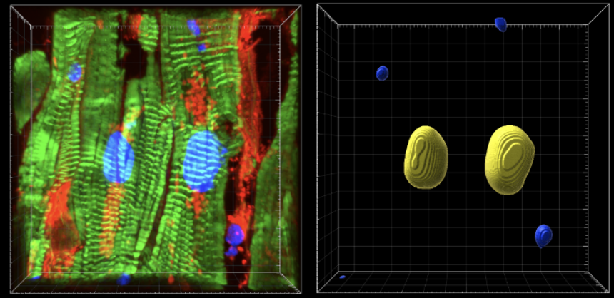 FoxLabNC's tweet photo. New Fox lab paper out now @Dev_journal - first author is postdoc @archan24 ! This fly/human story reveals that the different chambers of your heart (and the fly) are sculpted uniquely due in part to differing levels of DNA in the cells of each chamber. 
https://t.co/c1KkhTbOmg https://t.co/CoKQ97PS2Q