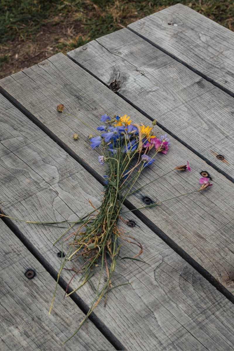 jordanmnrt's tweet photo. Des fleurs et une éclaircie https://t.co/UawWTmmCJL