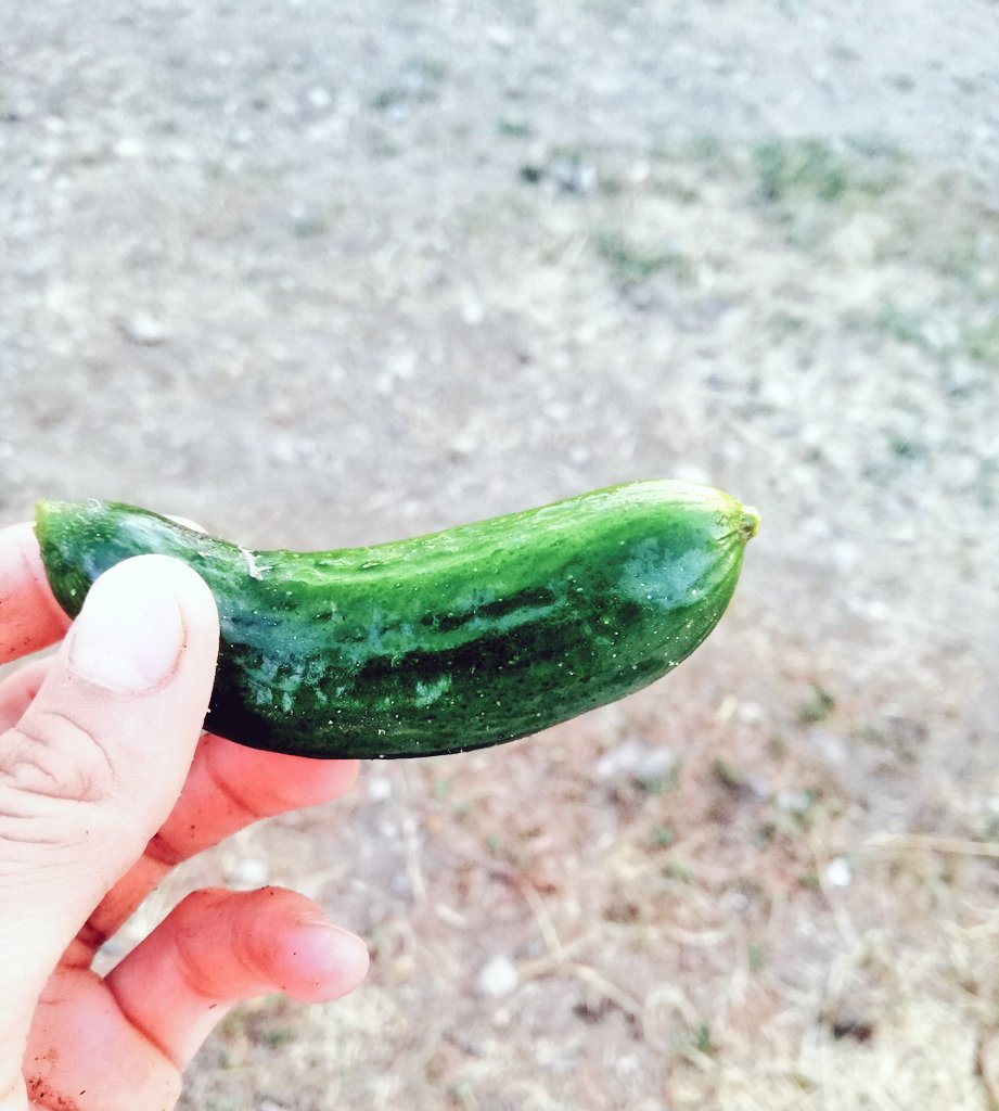 Magnum bak işine kardeşim😄☘️