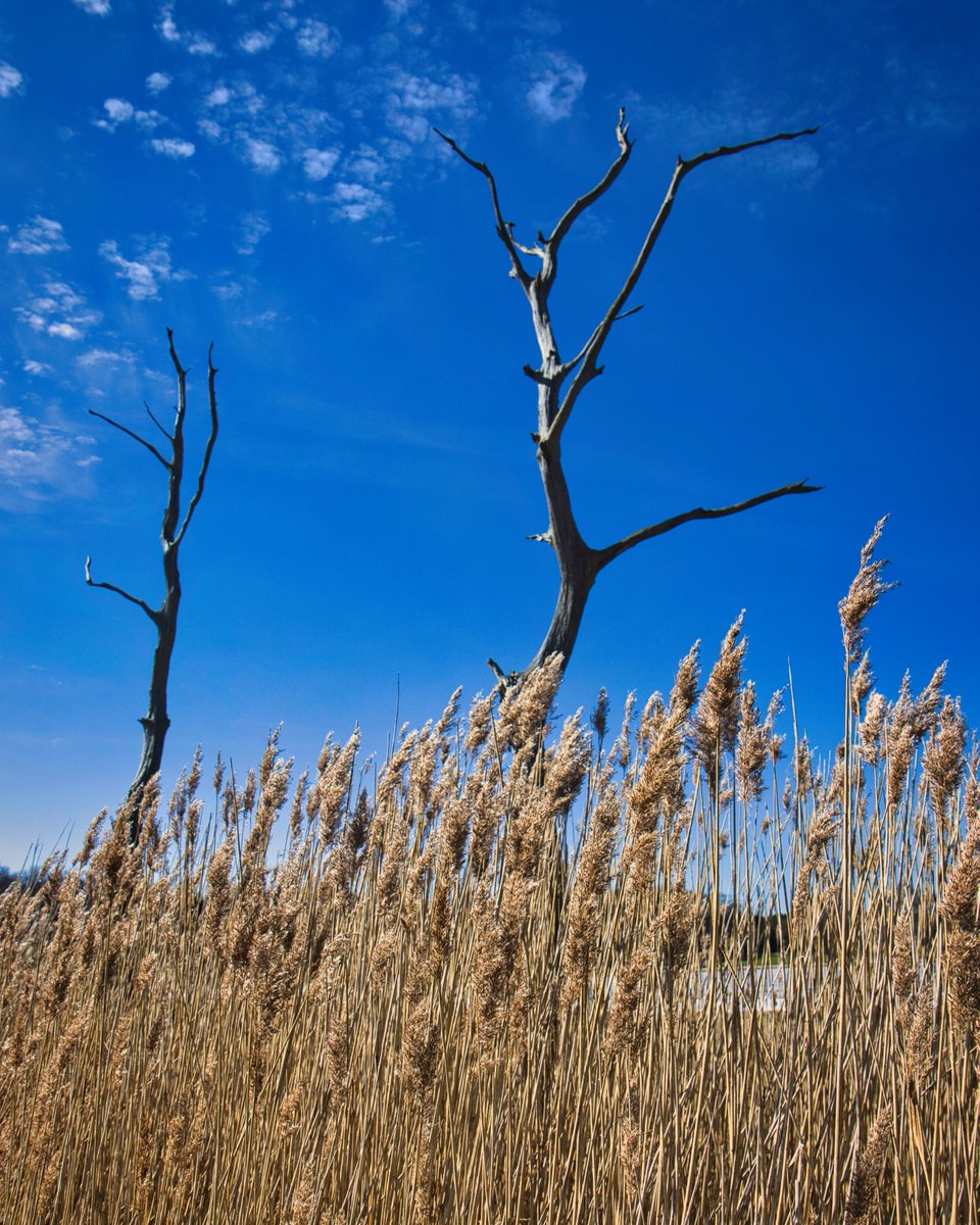 sharpe_eyed_pho's tweet photo. Summer skies!!
#summer #summertime #bluesky #NaturePhotography #NatureBeauty #trees #Suffolk #ikencliffs #photooftheday https://t.co/LhlENCBLE7