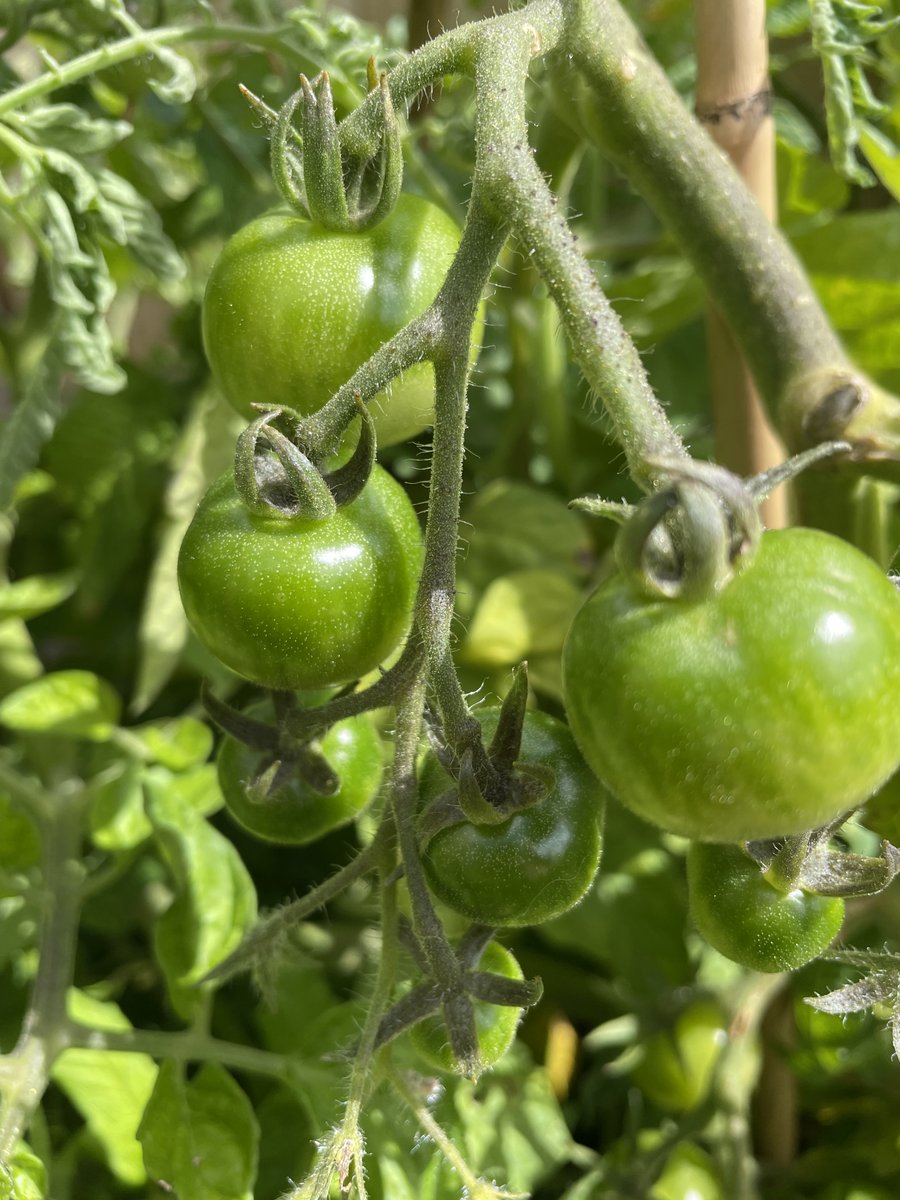 WatertonPreSch's tweet photo. Happy Yorkshire Day! We are celebrating by looking after our Yorkshire home grown produce in our Pre-School Garden. https://t.co/H2Rvweq8fD
