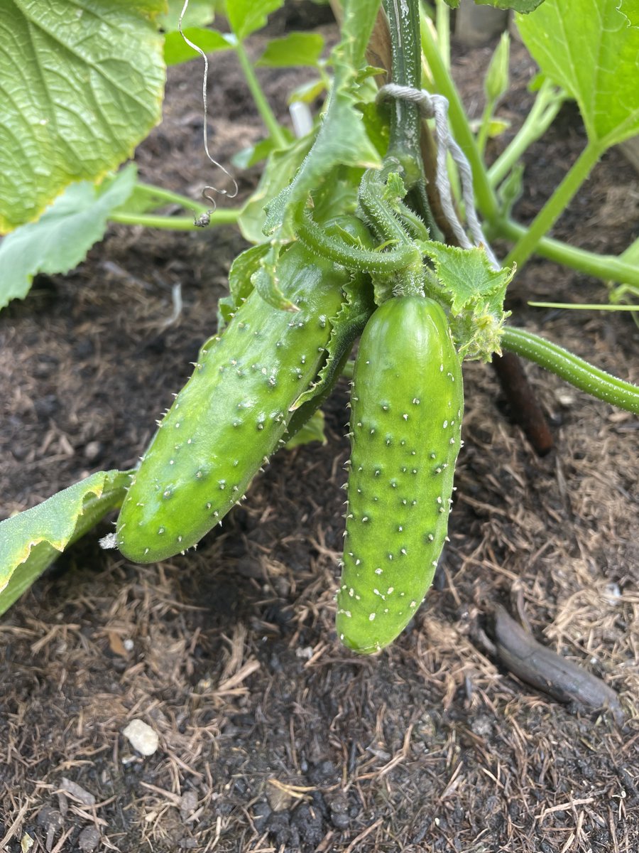 WatertonPreSch's tweet photo. Happy Yorkshire Day! We are celebrating by looking after our Yorkshire home grown produce in our Pre-School Garden. https://t.co/H2Rvweq8fD