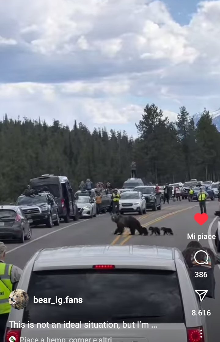 MaxCoen33's tweet photo. Esistono anche posti dove gli orsi e la natura si proteggono. #bearfan https://t.co/iiLSjhnfbD