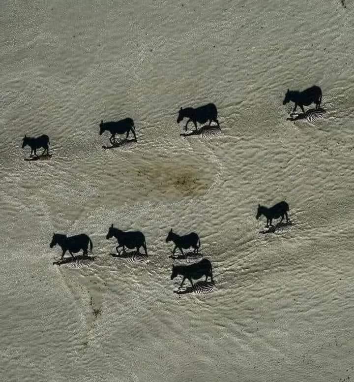 Julesk23's tweet image. #PicOfTheYear 🦓 #NationalGeography
National Geographic Picture of The Year. Black images are shadows of Zebras. Zoom in to see Zebras...🔍