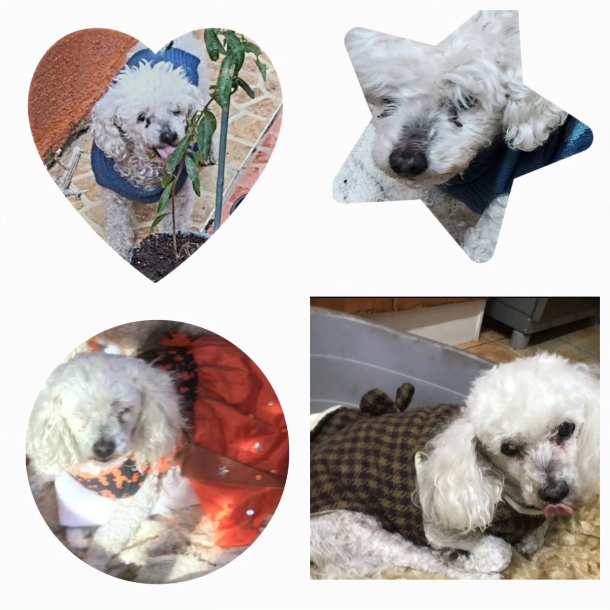 Que tus cenizas Lalita amada,  descanses en el cielo de los inocentes junto a Capy, Negrita y Panda. Los  albergados de ❤️,  en este suelo terrenal,  con la paz de Dios y el Universo,  en ese otro mar y cielo justo, donde  no hay desamparados.

Adoptar siempre es amor del bueno!