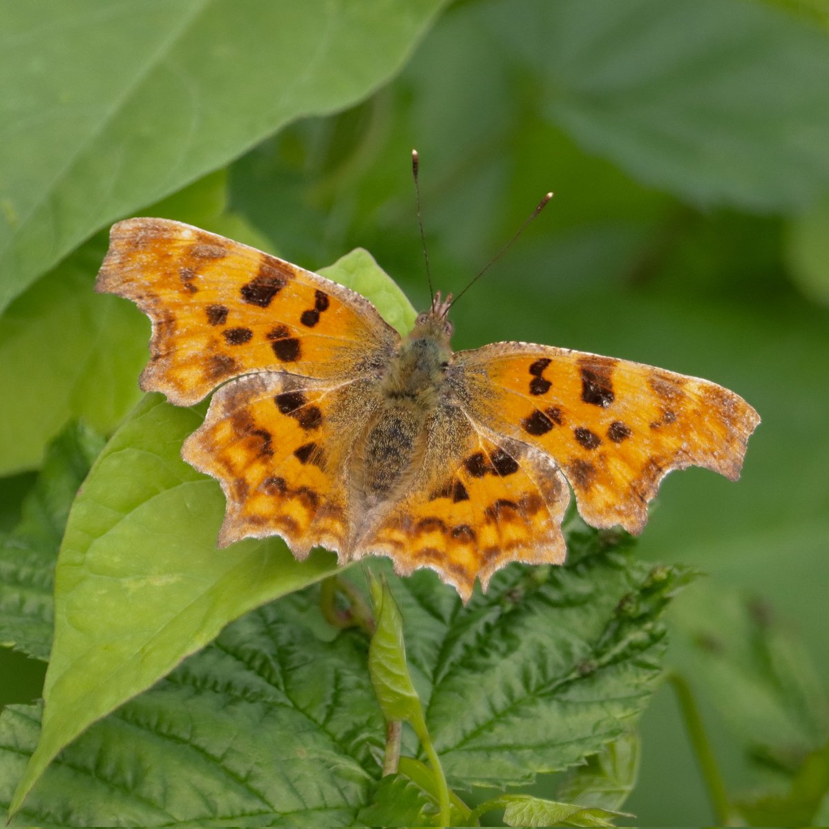 Comma  #butterfly at Magor Marsh this morning  #GwentLevels @GwentWildlife  #Wales #wildlifephotography  #TwitterNatureCommunity #NaturePhotography #Nature #Insectphotography #Butterflies #Insects #naturelovers #nature