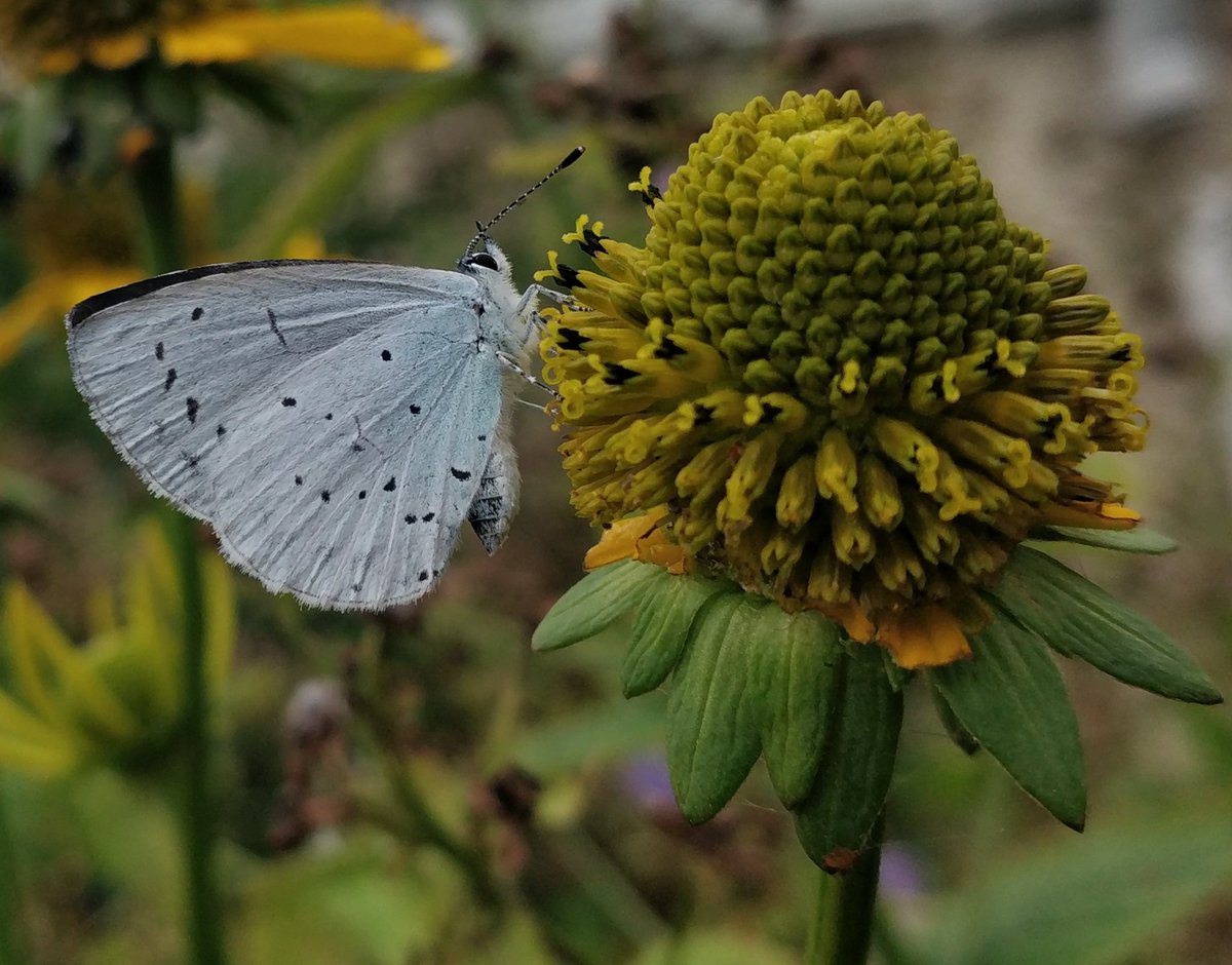 MarkSmyth1960's tweet photo. Holly blue in the garden just now feeding on Siphium
#Hollyblue
#Celastrinaargiolus https://t.co/l8t1xEc11F