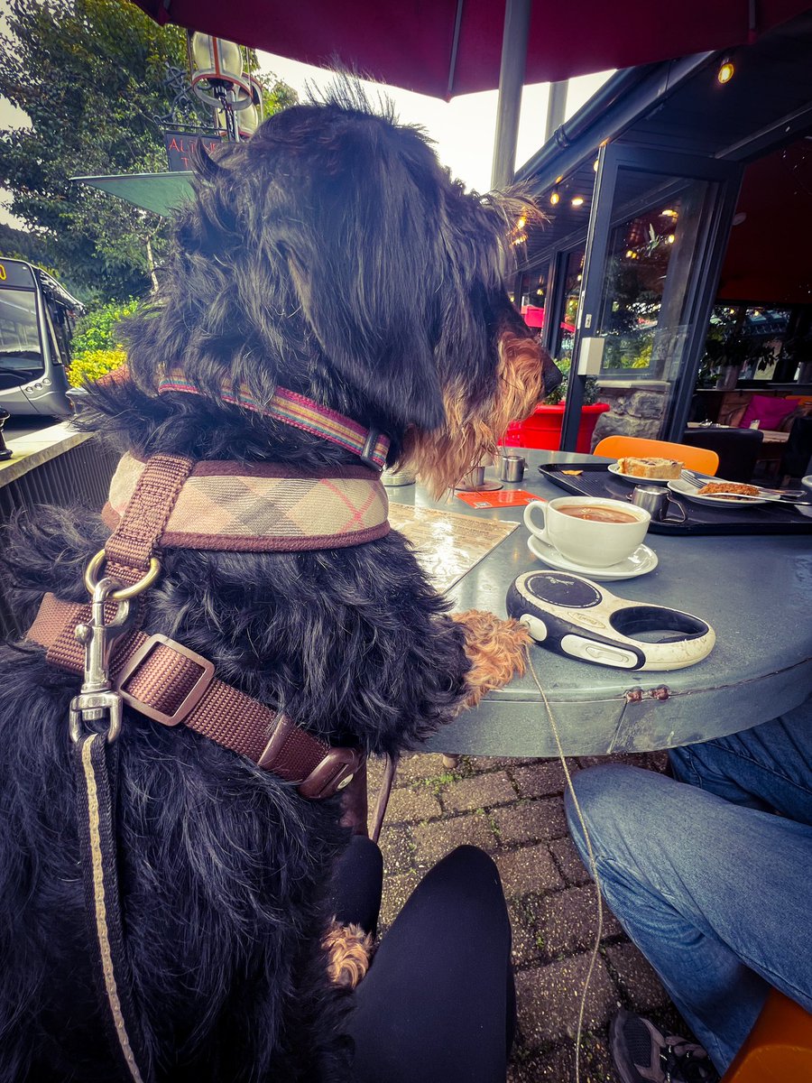 I’ll just have the Victoria sponge please 🍰🎂#Betwsycoed #AlpineCafe 
#dogfriendly 💖💖💖