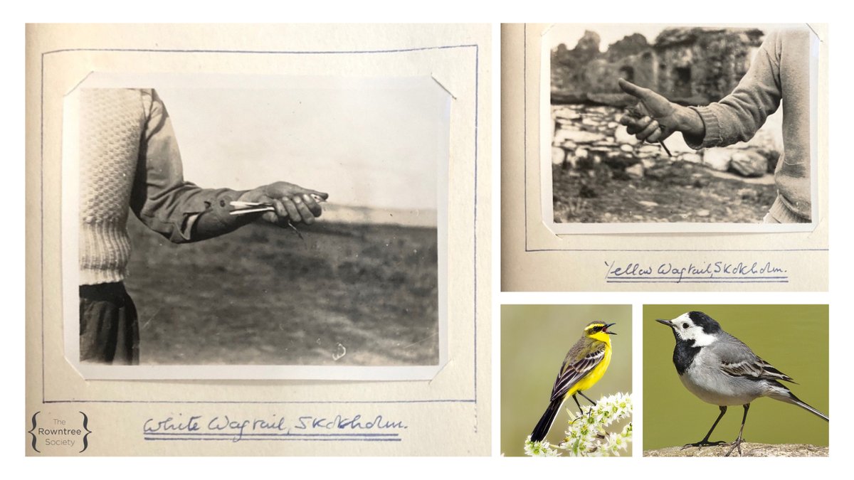 The Rowntree Society (@rowntreesoc) on Twitter photo “The wagtails were definitely an achievement of the ponds as there were quite a number of them down by the ponds on the days in which they were passing through”
<a href="/UoYBorthwick/">UoY Borthwick Institute for Archives</a>
<a href="/SkokholmIsland/">Skokholm Island</a> “The wagtails were definitely an achievement of the ponds as there were quite a number of them down by the ponds on the days in which they were passing through”
<a href="/UoYBorthwick/">UoY Borthwick Institute for Archives</a>
<a href="/SkokholmIsland/">Skokholm Island</a>