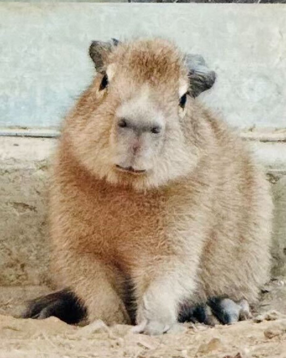 Sacramento Zoo tweet media