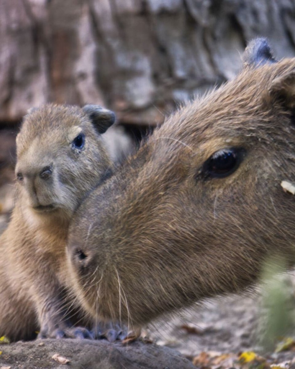 Sacramento Zoo tweet media