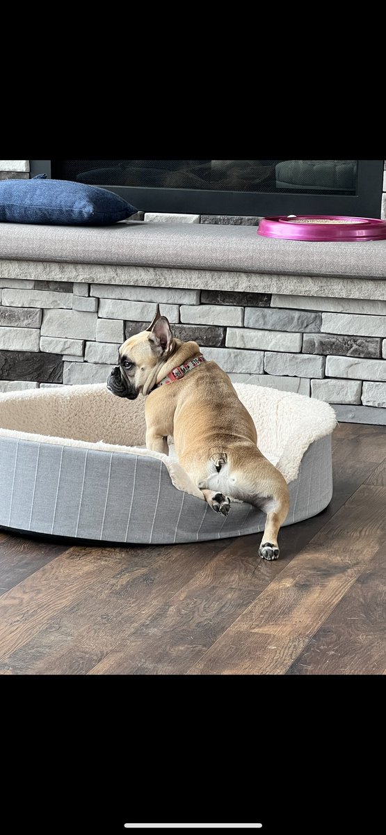 KristinKoop2's tweet photo. @nascarcasm Oh Belinda, you are so adorable! ❤️. It's a struggle here too, goes one of several ways daily and each day is different. Either Coco sexy posing laying in the dog bed, the cat stealing it, Coco hoarding toys in it or on rare days both dogs sharing it. 🤷‍♀️ 😂 https://t.co/FemFJ4pJmt