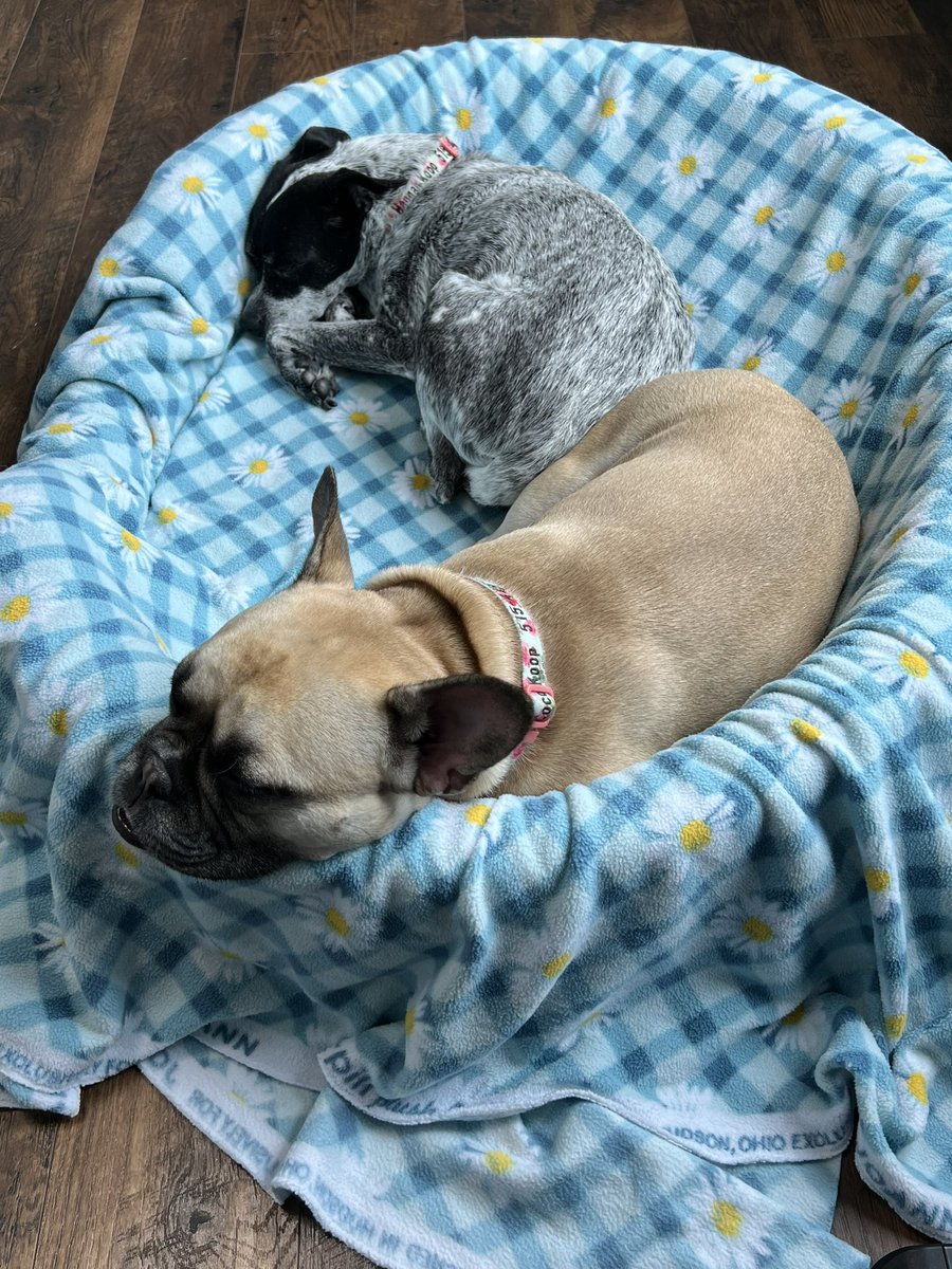 KristinKoop2's tweet photo. @nascarcasm Oh Belinda, you are so adorable! ❤️. It's a struggle here too, goes one of several ways daily and each day is different. Either Coco sexy posing laying in the dog bed, the cat stealing it, Coco hoarding toys in it or on rare days both dogs sharing it. 🤷‍♀️ 😂 https://t.co/FemFJ4pJmt
