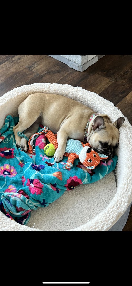 KristinKoop2's tweet photo. @nascarcasm Oh Belinda, you are so adorable! ❤️. It's a struggle here too, goes one of several ways daily and each day is different. Either Coco sexy posing laying in the dog bed, the cat stealing it, Coco hoarding toys in it or on rare days both dogs sharing it. 🤷‍♀️ 😂 https://t.co/FemFJ4pJmt