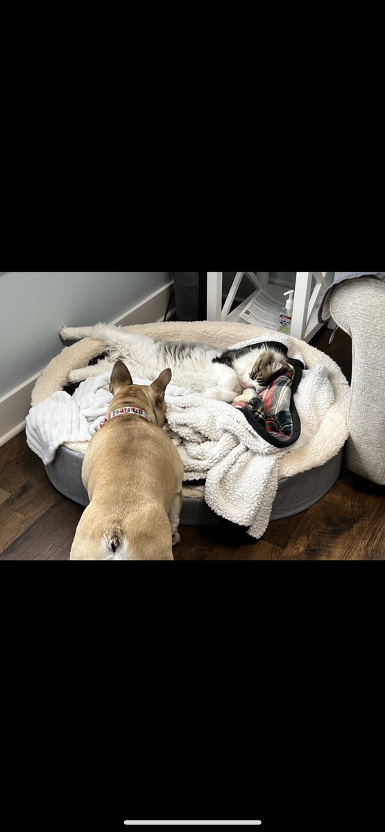 KristinKoop2's tweet photo. @nascarcasm Oh Belinda, you are so adorable! ❤️. It's a struggle here too, goes one of several ways daily and each day is different. Either Coco sexy posing laying in the dog bed, the cat stealing it, Coco hoarding toys in it or on rare days both dogs sharing it. 🤷‍♀️ 😂 https://t.co/FemFJ4pJmt