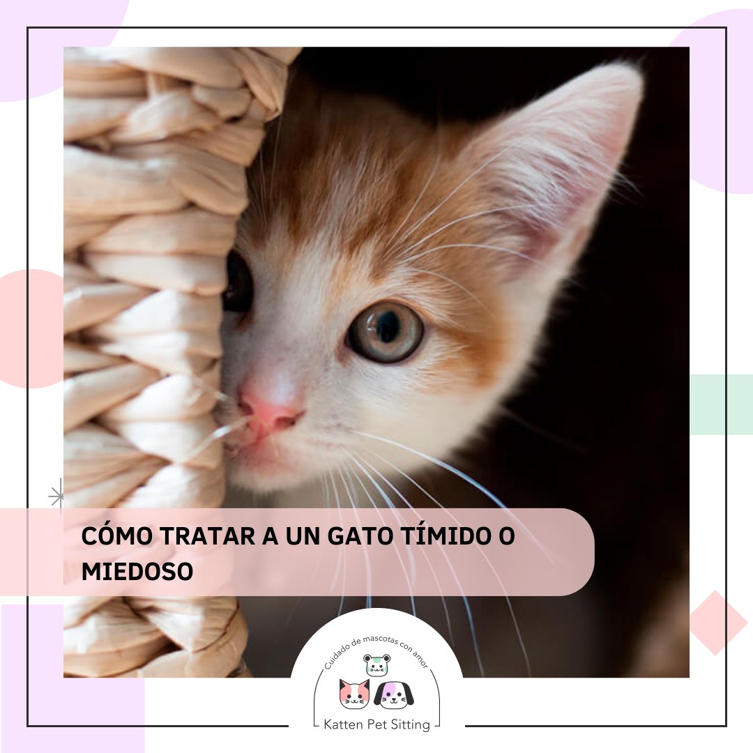 PetKatten's tweet photo. 🌈 Si tenés un gatito #tímido o asustadizo y te preguntás cómo ayudarlo, este posteo es para vos! Mucha info para ayudar a mejorar la relación entre vos y tu gatirri 💕. Agradecemos la colaboración de la Vete @yayubsb que nos indicó algunos tips y nos chequea la info (+) https://t.co/HYZkCmTq8R