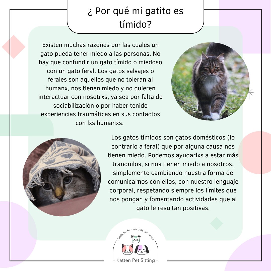 PetKatten's tweet photo. 🌈 Si tenés un gatito #tímido o asustadizo y te preguntás cómo ayudarlo, este posteo es para vos! Mucha info para ayudar a mejorar la relación entre vos y tu gatirri 💕. Agradecemos la colaboración de la Vete @yayubsb que nos indicó algunos tips y nos chequea la info (+) https://t.co/HYZkCmTq8R