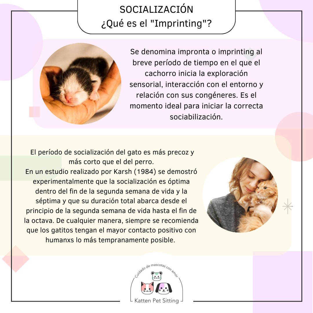 PetKatten's tweet photo. 🌈 Si tenés un gatito #tímido o asustadizo y te preguntás cómo ayudarlo, este posteo es para vos! Mucha info para ayudar a mejorar la relación entre vos y tu gatirri 💕. Agradecemos la colaboración de la Vete @yayubsb que nos indicó algunos tips y nos chequea la info (+) https://t.co/HYZkCmTq8R
