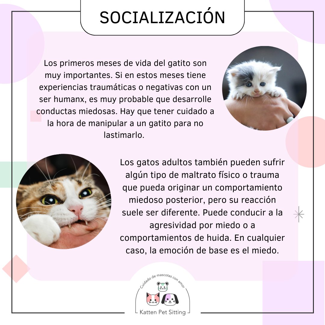 PetKatten's tweet photo. 🌈 Si tenés un gatito #tímido o asustadizo y te preguntás cómo ayudarlo, este posteo es para vos! Mucha info para ayudar a mejorar la relación entre vos y tu gatirri 💕. Agradecemos la colaboración de la Vete @yayubsb que nos indicó algunos tips y nos chequea la info (+) https://t.co/HYZkCmTq8R
