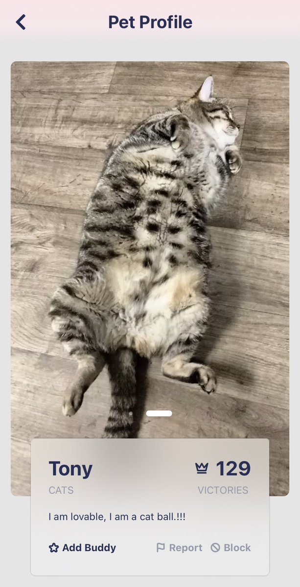 shackpets's tweet photo. Join the ultimate battle for cuteness and download #Shackpets for free today: https://t.co/L9sLJ01t3V https://t.co/PPeioFeRyX
