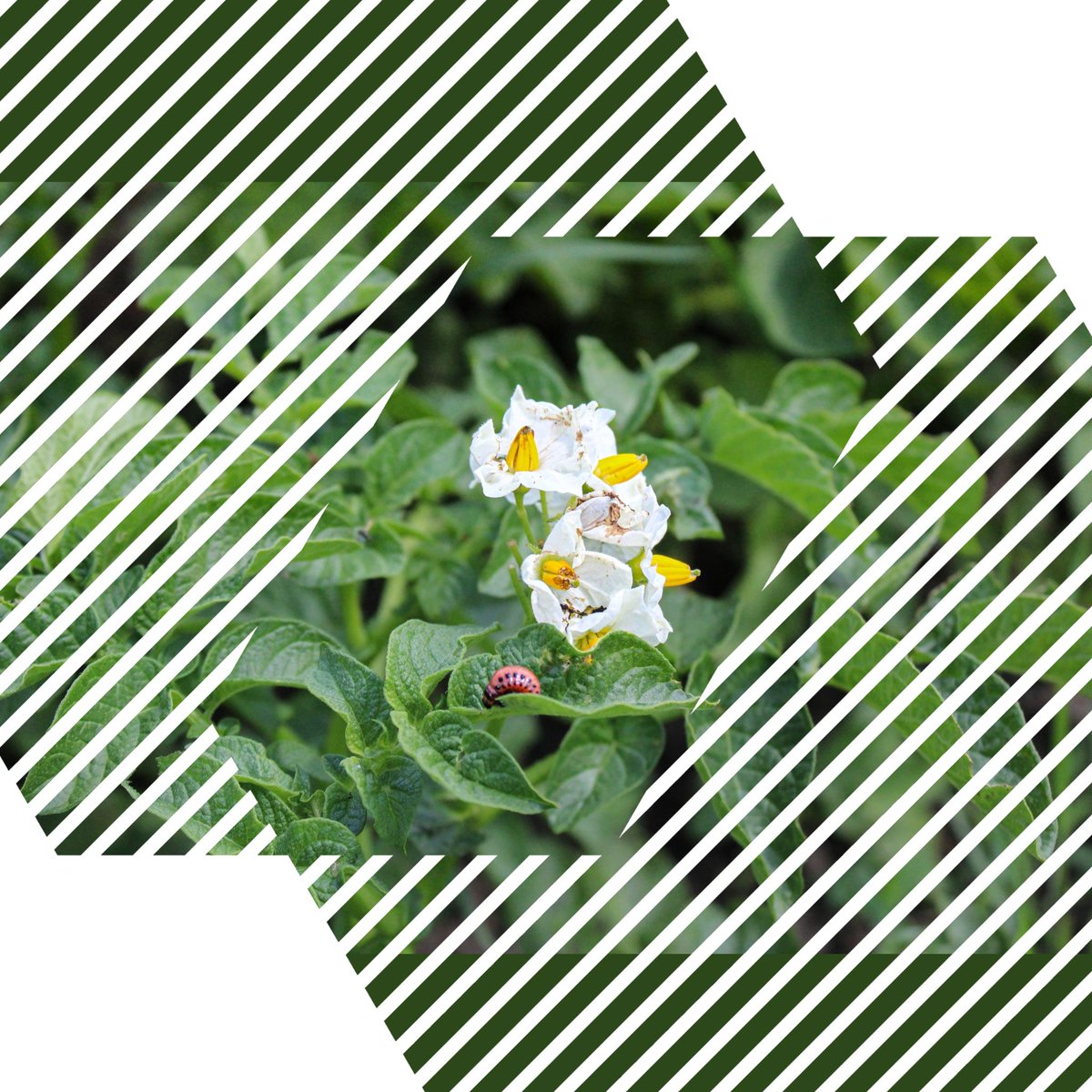 LtdBurbank's tweet image. Some days you just have to take the bugs with the blooms.... 😅  #potatohauling #mbagriculture #spudlife