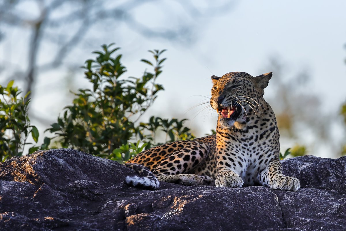 Every year, the 01st of August is dedicated towards the largest apex predator that roams the #srilanka forests, the #srilankanleopard (Panthera pardus kotiya) #SriLankanLeopardDay #BBCWildlifePOTD  @natgeowild @WildlifeMag @CanonUKandIE @tourismlk @leopocon #wildlife #nature