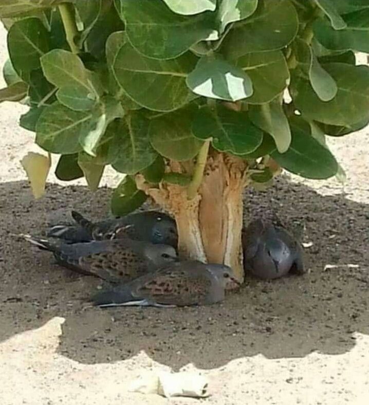 Tek bir ağacın bile ne kadar değerli olduğu bundan daha güzel anlatılamaz...