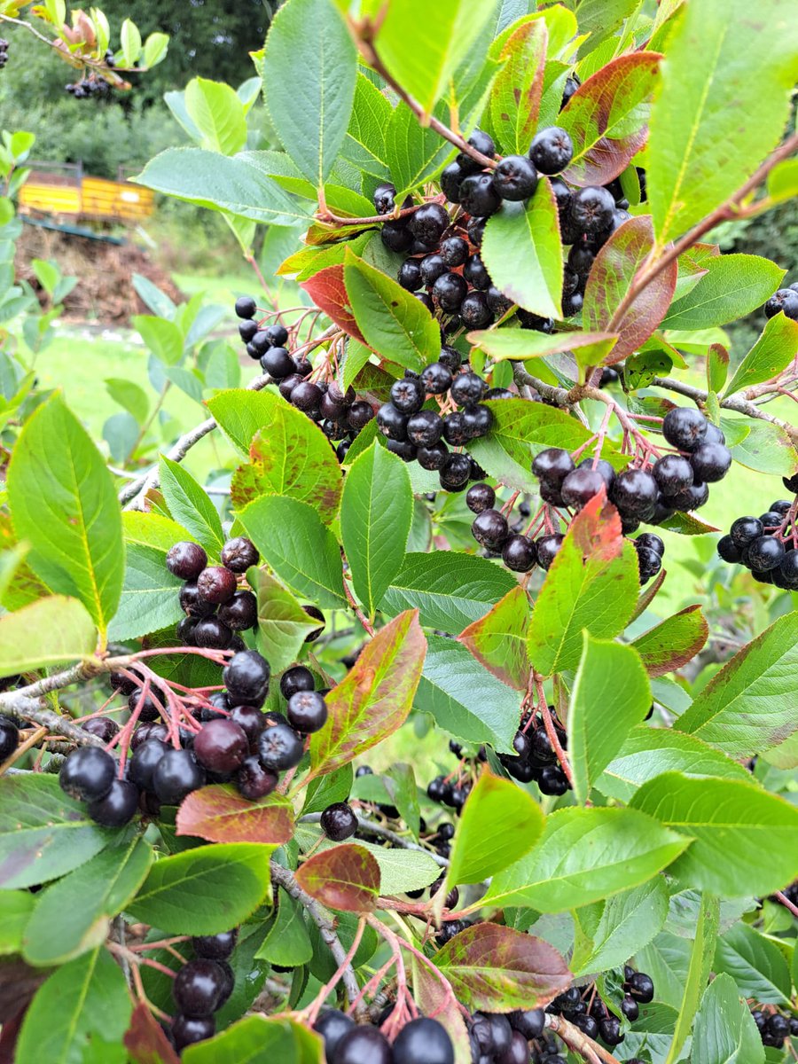 What a difference a couple of weeks make! 🤩

Our English Aronia berries are now bursting with that deep purple colour thanks to this #britishsummer ☔️☀️

Let’s see what happens next! 

#britishfarming #aroniaberries