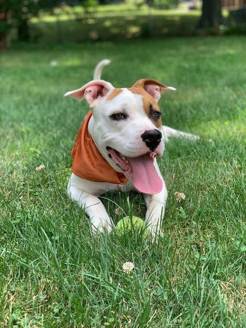 Hearts of Hope Dog Rescue tweet media