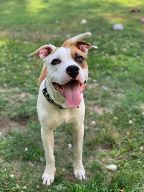 WOODY!!! He’ll be your best friend. He’s a 10 month old staffy mix. Woody is so handsome and lovable. Adopt him at: petlover.petstablished.com/pets/public/17…
#adoptdontshop #dogsofgr #untiltherearenone #goodboy #trend #tweet #retweet