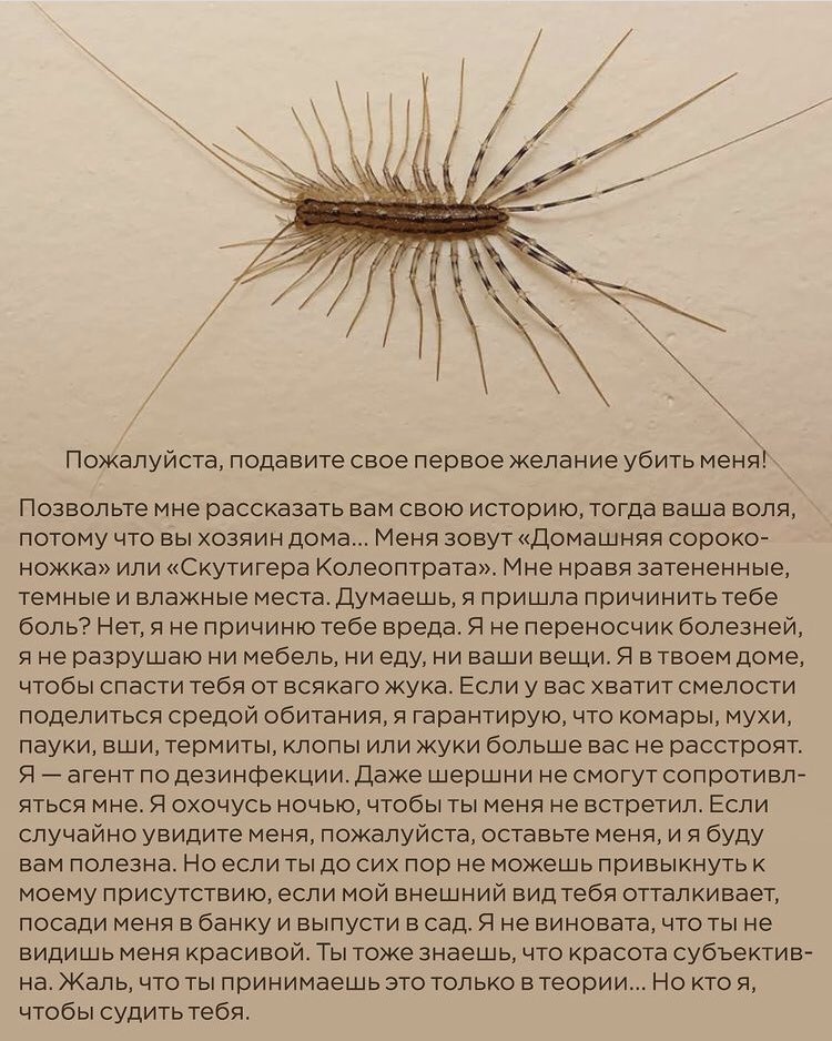 st_grotesque's tweet photo. я в жизни не поверю что кто-то сжалился над сороконожками после этого https://t.co/OmIDhex59S