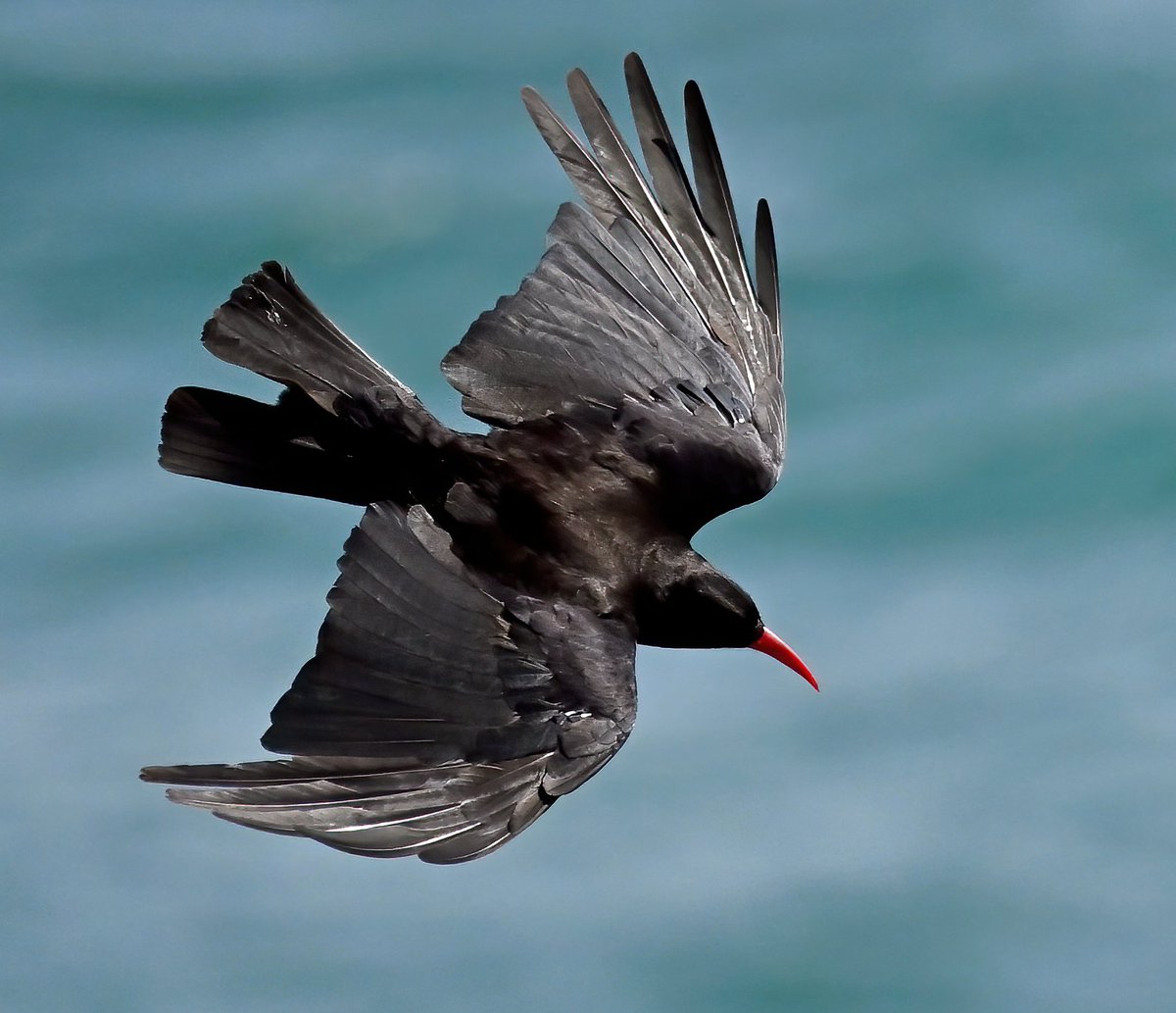 Carl Bovis tweet media