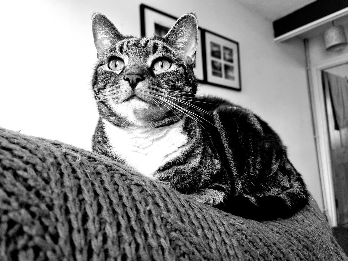 I'm devastated, but my boy Mycroft crossed the rainbow bridge this afternoon. Thank you for being an amazing snuggle buddy and awesome kitten. 

Rest in power, my dude