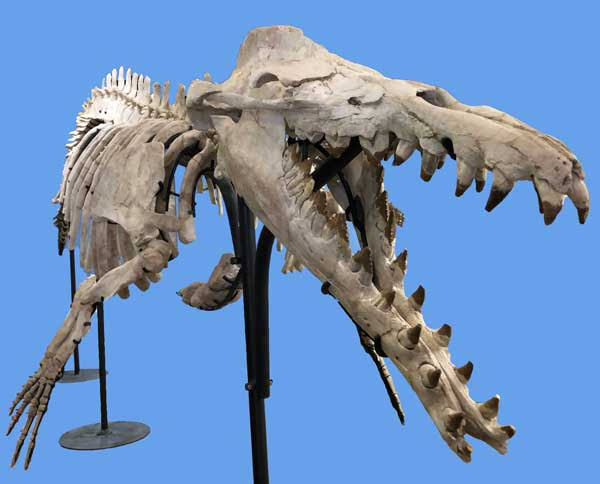 Riamus01's tweet photo. Sometimes in paleoart, one detail I feel like a lot of us don't take into account is how narrow the jaws of certain species can be.

Suchomimus and Basilosaurus for reference here. https://t.co/wEfEULlv2s