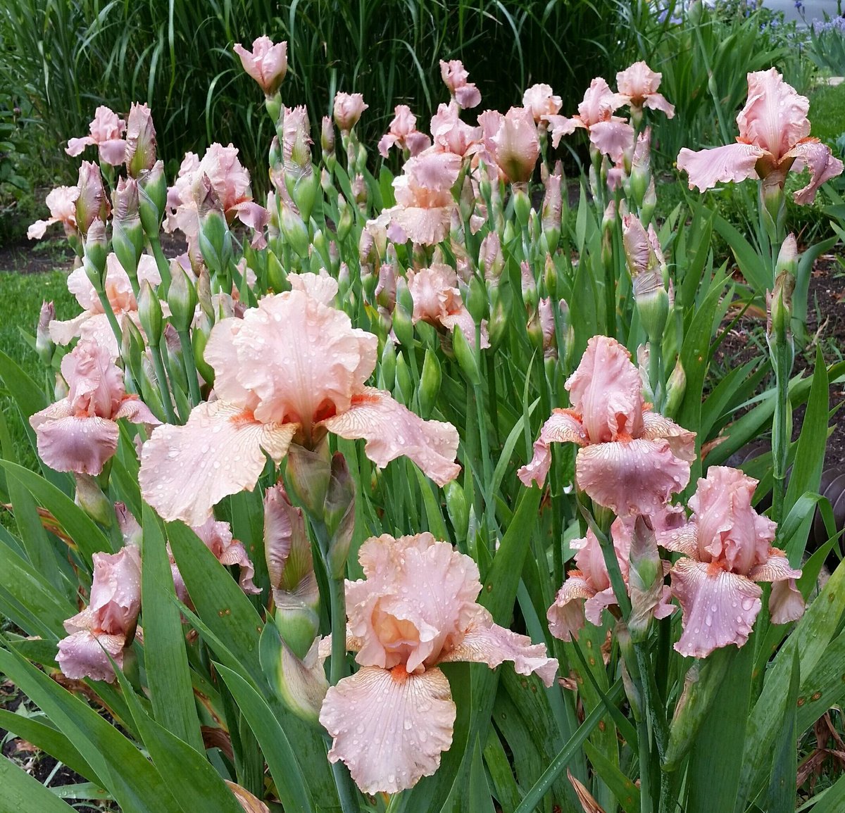 OOPS! Well meaning neighbor kindly let me cross her Reblooming TB 'Orange Juice' (Mike Sutton, 2009) I'd gifted her x my favorite rebloom carrier seedling. She gleefully came over after snapping off not yet ripened pod 😱 &amp; said, "I knew you would want this!" Now in Iris ICU!🏥😅