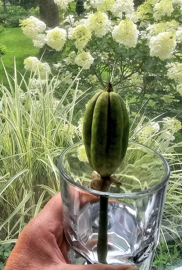 GardenOpus's tweet photo. OOPS! Well meaning neighbor kindly let me cross her Reblooming TB 'Orange Juice' (Mike Sutton, 2009) I'd gifted her x my favorite rebloom carrier seedling. She gleefully came over after snapping off not yet ripened pod 😱 &amp; said, "I knew you would want this!" Now in Iris ICU!🏥😅 https://t.co/U6nbMxdALb