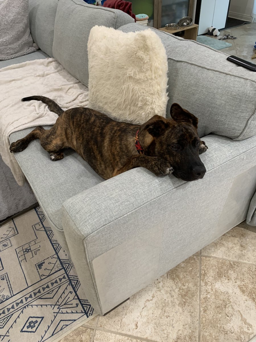 RCHumaneSociety's tweet photo. Chance came to RCHS from a rescue in Texas. As you can see, he's settling in nicely with his foster family until his forever fam finds him. RT this to increase his "chances" of finding them soon! https://t.co/0Z8sDbl1SE #fosterfriday #adoptdontshop #everyanimaldeservesatomorrow https://t.co/fkmykJz5G6