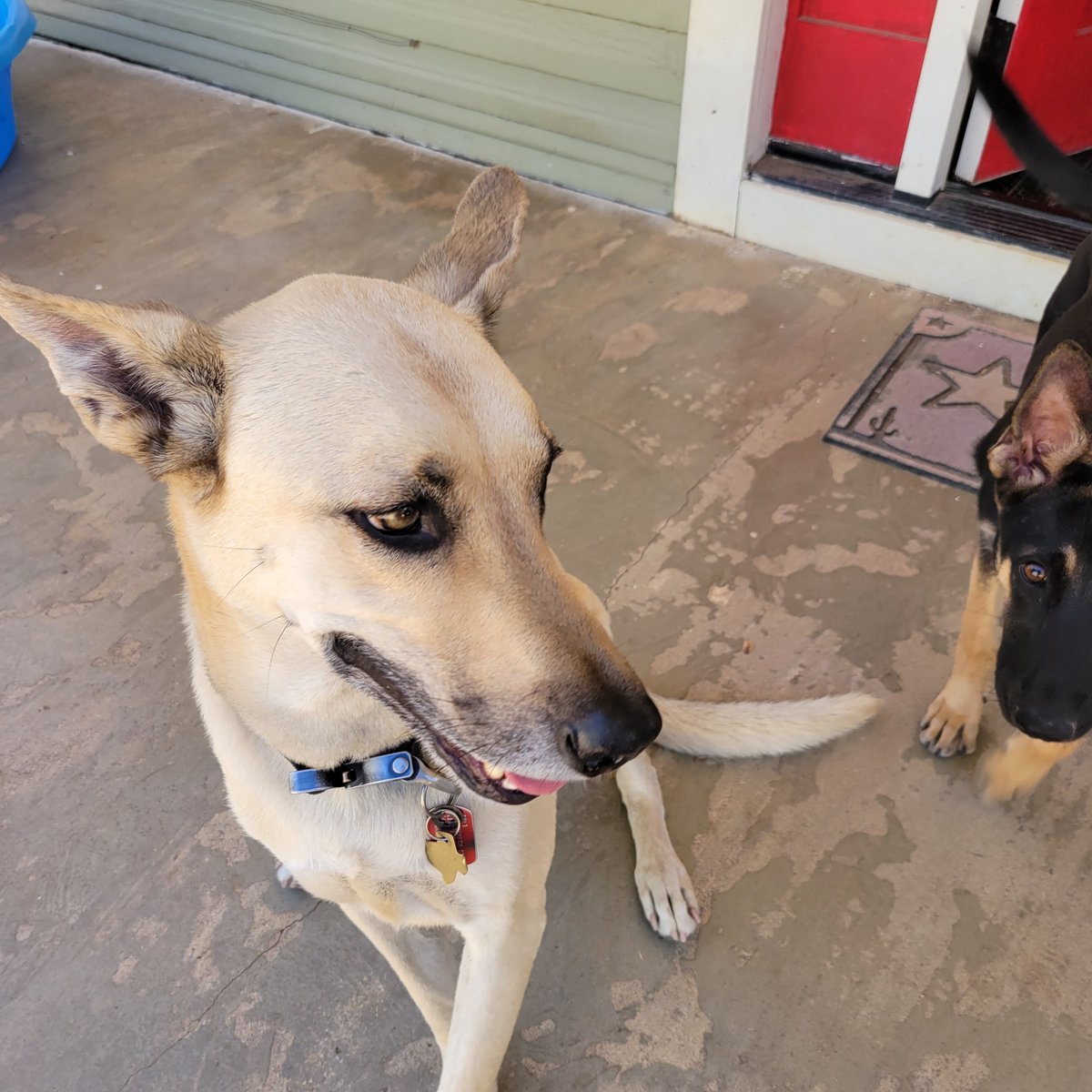GaryACarlo's tweet photo. My boy Colt is starting to get grey around his muzzle. Seems like it was yesterday I found this sweet emaciated puppy at the local shelter and made him part of our family. He'll be 8 years old in November.
Love this boy β€οΈ
#BMC_Colt #BelgianMalinoisX #MySweetBoy #BestBoy https://t.co/VMef9dFdII