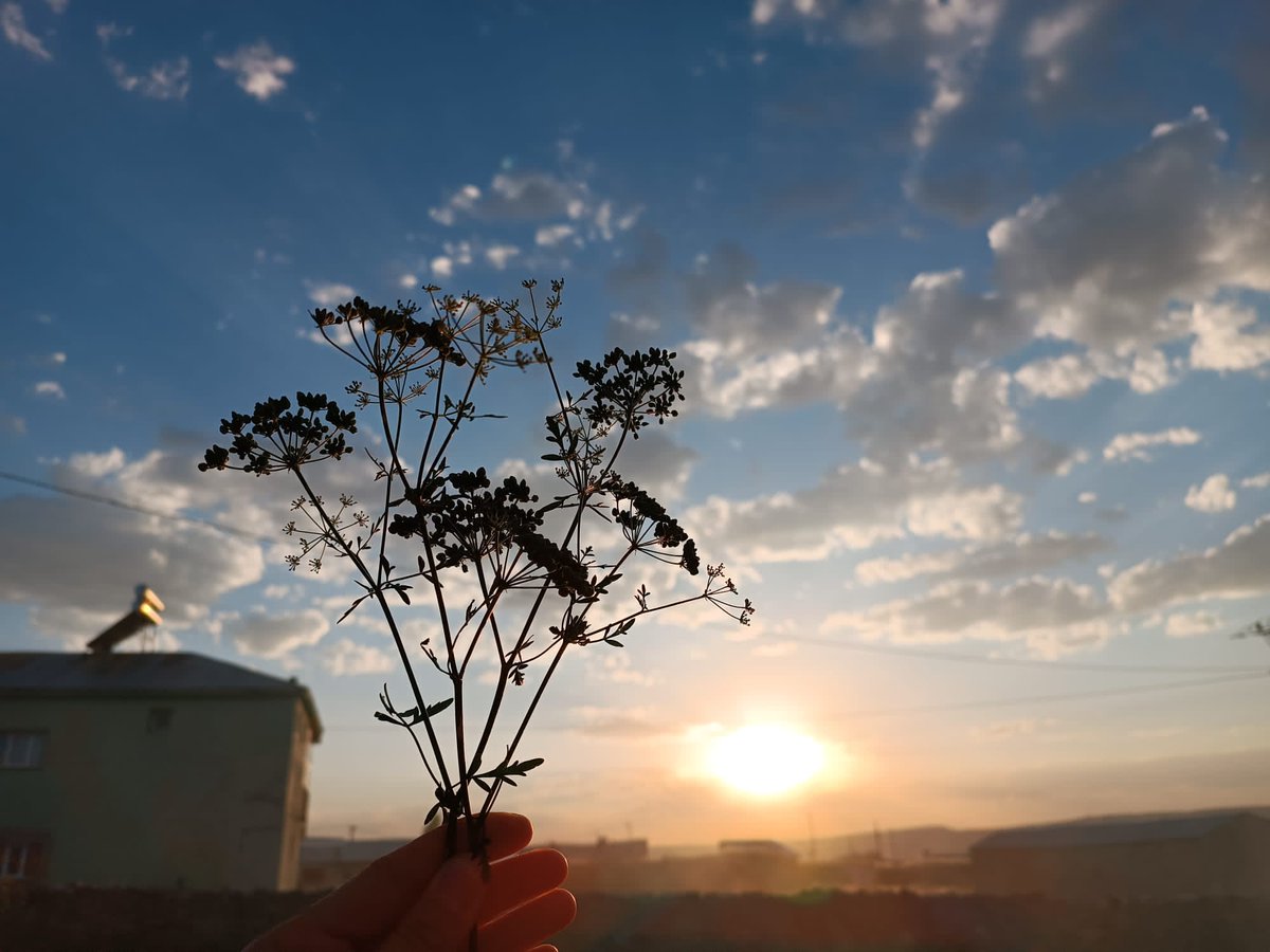 Ktskn2's tweet photo. 🌅🌿 https://t.co/0BcMfrvEb8