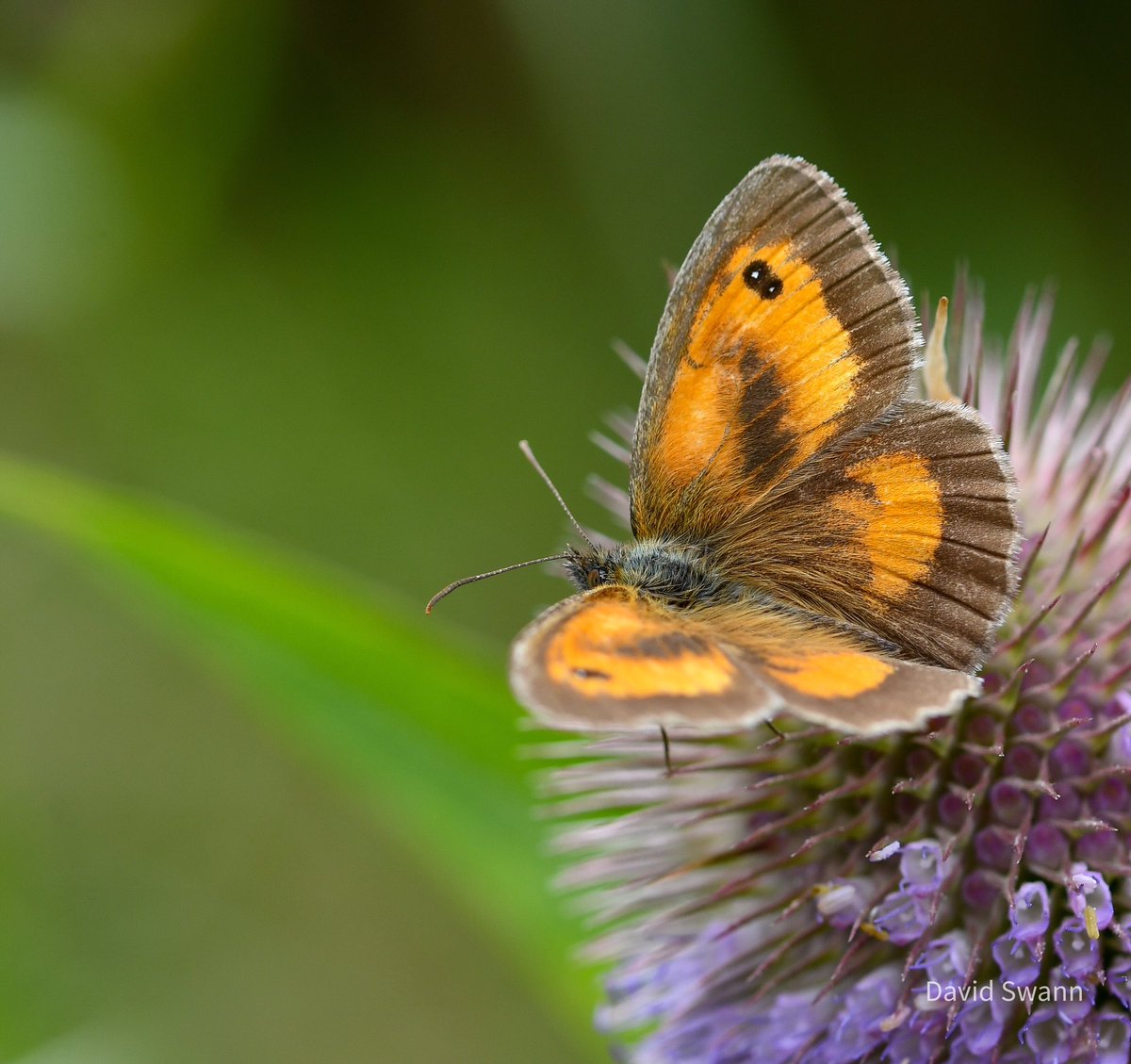 davidswann1's tweet photo. Really chuffed to see a Gatekeeper on my local patch near Ings Bridge in Pickering for the first time today. @Natures_Voice @NorthYorkMoors @YorksWildlife @WoodlandTrust @BC_Yorkshire @savebutterflies @MacroHour https://t.co/jO6ETEotEf
