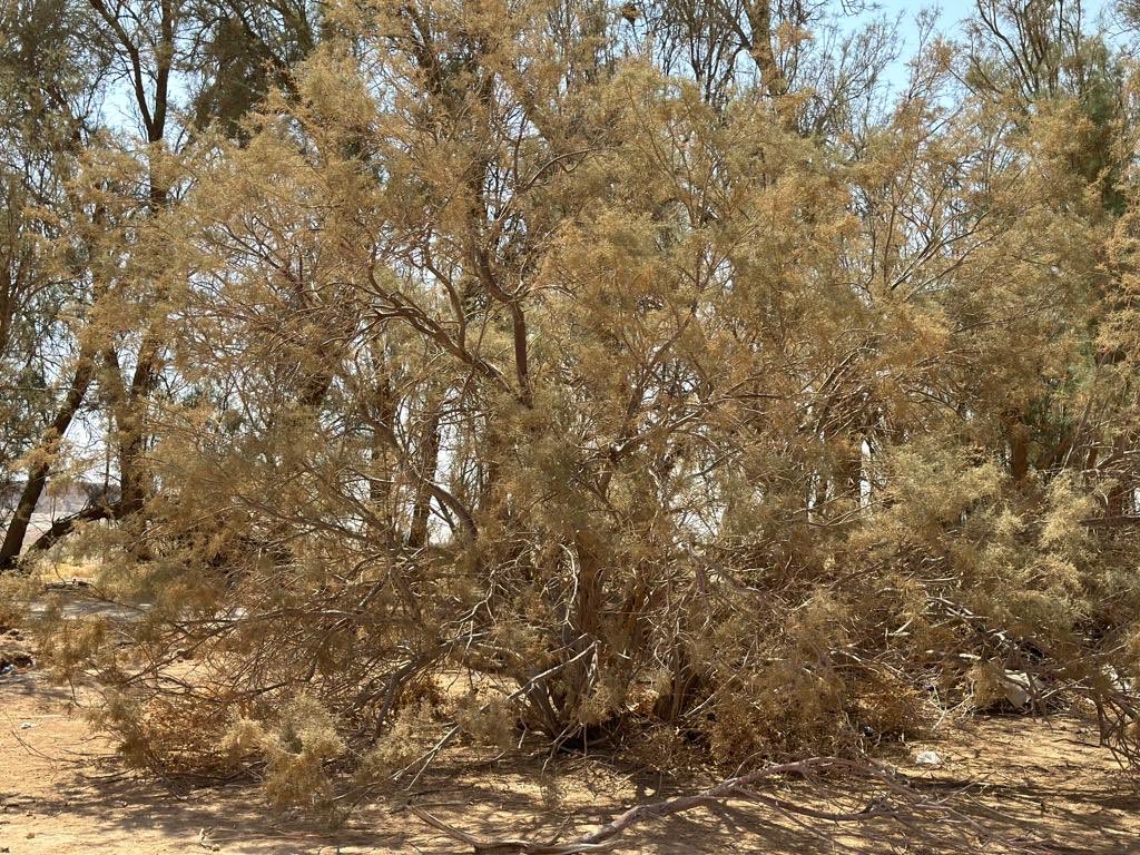 شجيرة الطرفا ضمن فصيلة الاثل tamarix وهي ضمن اشجار بيئتنا المحليه