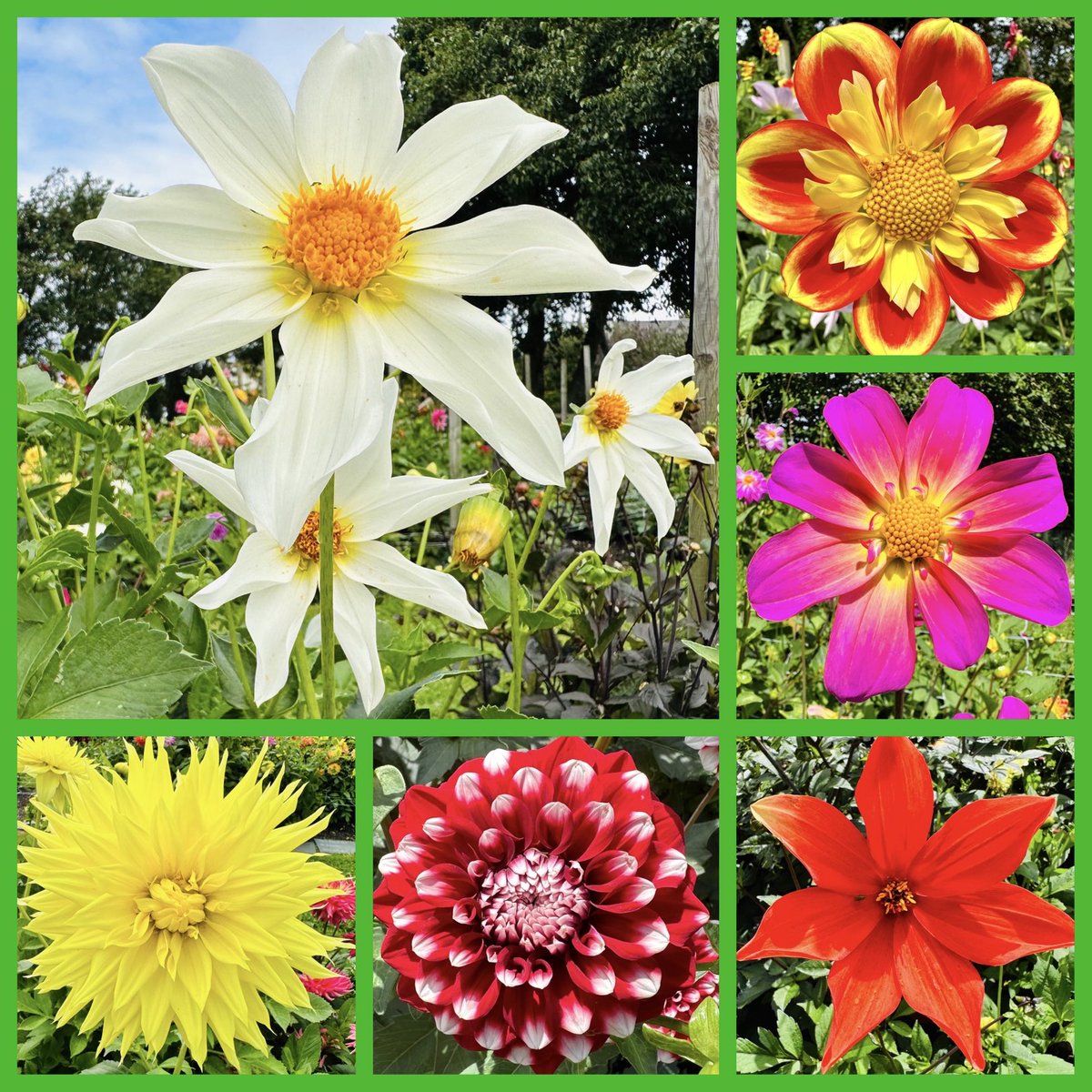 SimonichollS's tweet photo. National Dahlia collection up Kehelland. Whole lotta colours!🌼👌😀 #dahlias #flowers #kernow #cornwall ⁦@Cat_Beazley_Art⁩ #kehelland https://t.co/NLD3i9ez0E