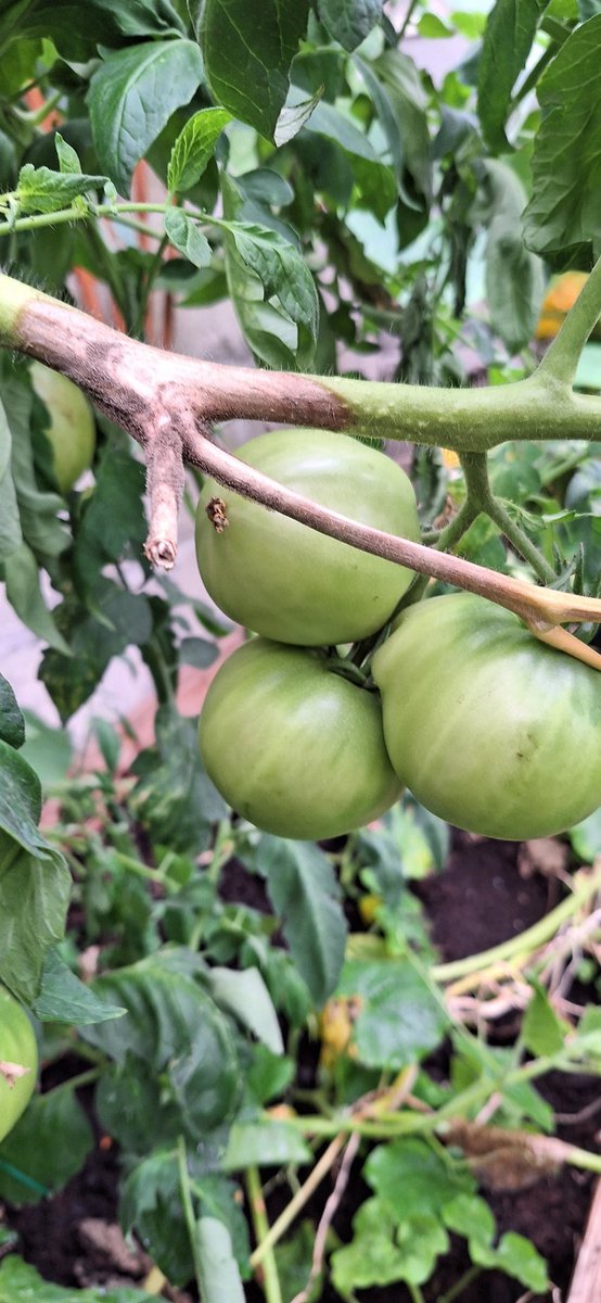 wlhaydock's tweet photo. 1st picking 🍅 #tomatotime https://t.co/Y9PW1CYyuV