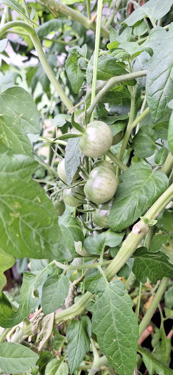 wlhaydock's tweet photo. 1st picking 🍅 #tomatotime https://t.co/Y9PW1CYyuV