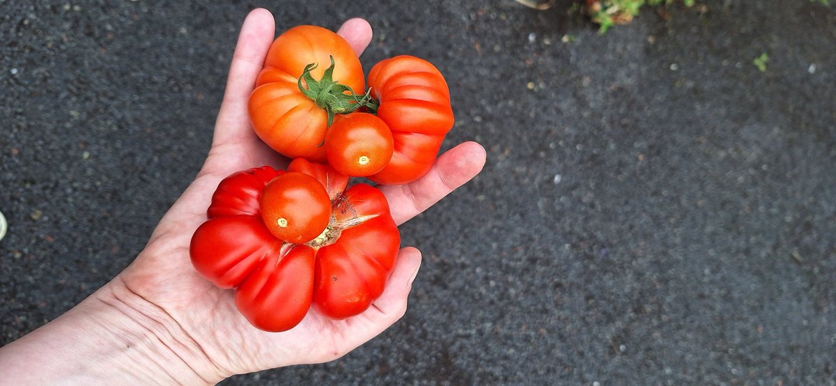 wlhaydock's tweet photo. 1st picking 🍅 #tomatotime https://t.co/Y9PW1CYyuV