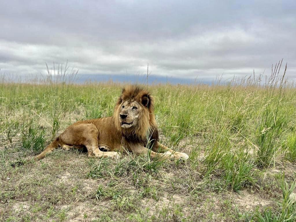 ValeriaCollazoC's tweet photo. El antes y después de Tsavo. Luego de muchos años en el zoológico de Mayagüez, ahora está en un espacio natural enorme en @animalsanctuary y se está recuperando bien de una cirugía dental que necesitaba. https://t.co/4FDfgagatJ