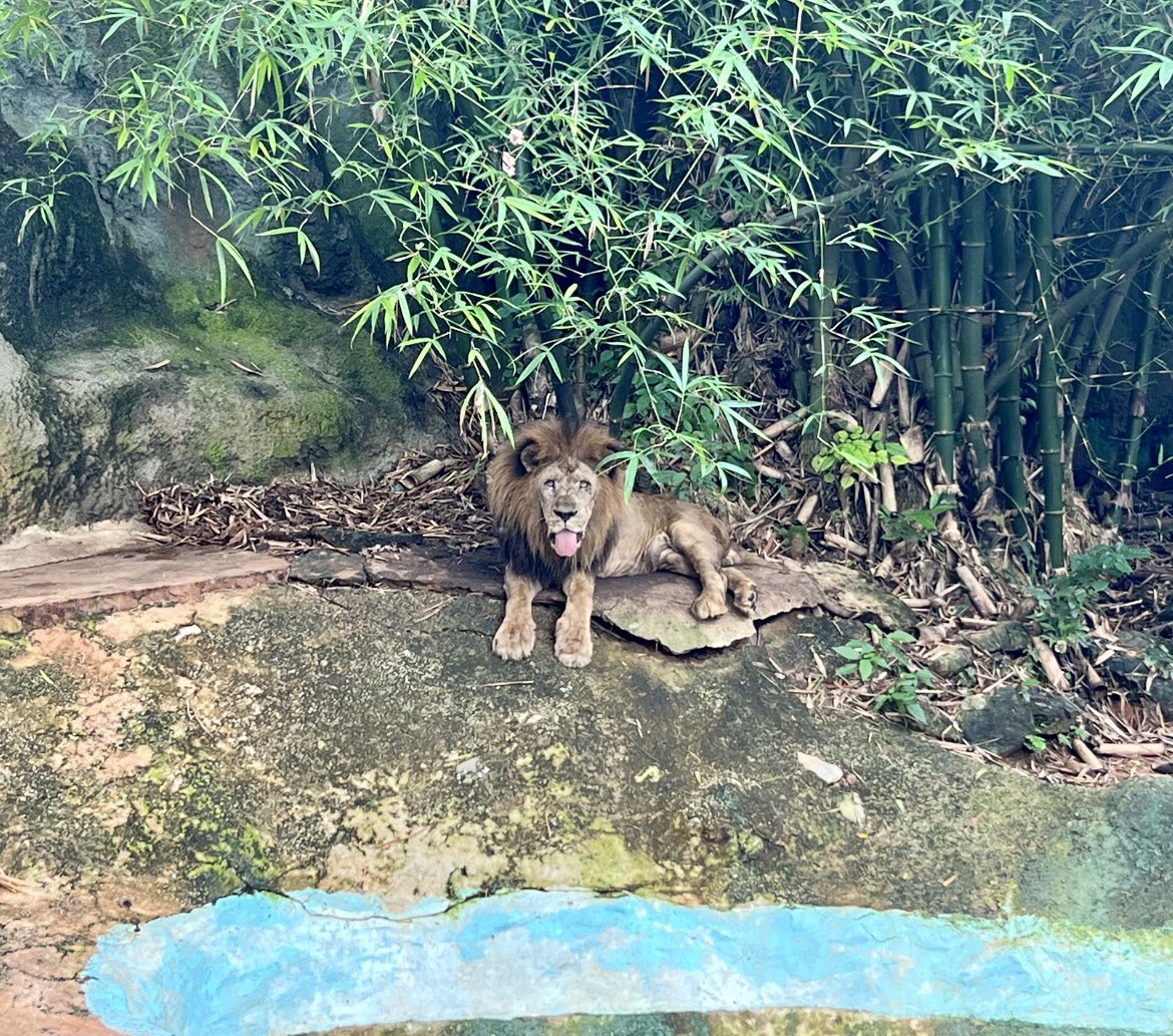 ValeriaCollazoC's tweet photo. El antes y después de Tsavo. Luego de muchos años en el zoológico de Mayagüez, ahora está en un espacio natural enorme en @animalsanctuary y se está recuperando bien de una cirugía dental que necesitaba. https://t.co/4FDfgagatJ