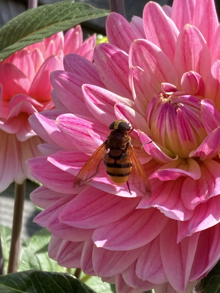 dijkhuizen_d's tweet photo. #Volucella zonaria #Stadsreus at the flower of the #dahlia pink magic https://t.co/dOkQU1AsFI